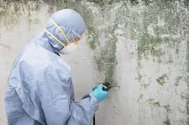 Why You Should Choose Our Mold Remediation Services in Adel, IA